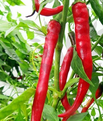 Chilli - cayenský pepř mletý 150g 